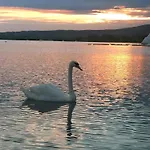 Paloma Blanca *