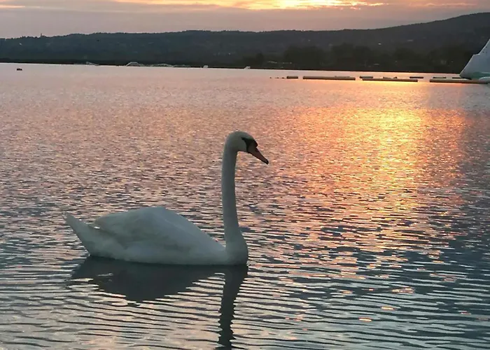 Paloma Blanca *